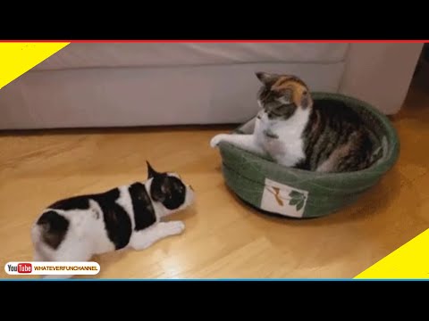 Short Funny Animals Vines 😺🐱😺 Funny Animals Compilation - Whateverfun!