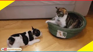 More cute and funny animals