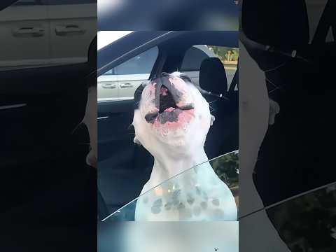 Funny screaming french dog 🤣🤣🤣🦜 #youtube #funny #funnypets #pets #funnyanimals #dog #dogs