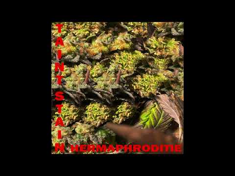 Taint Stain- Hermaphroditie