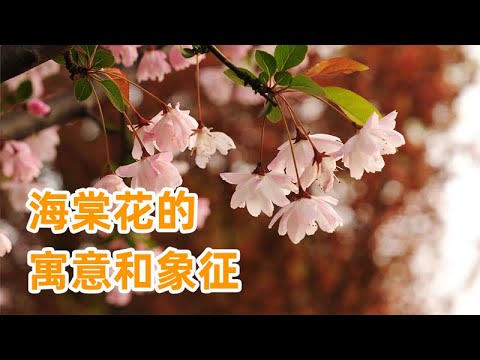 海棠花