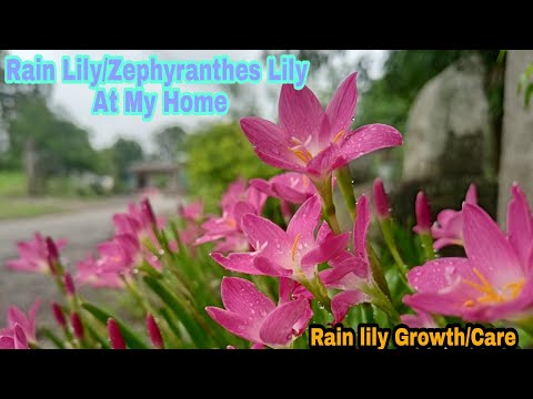How to care Rain Lily/Zephyranthes Lily At My Home|| rain lily nature flowers || Bhumit patelfilms