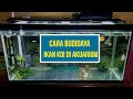 Cara Budidaya Ikan Koi Di Aquarium