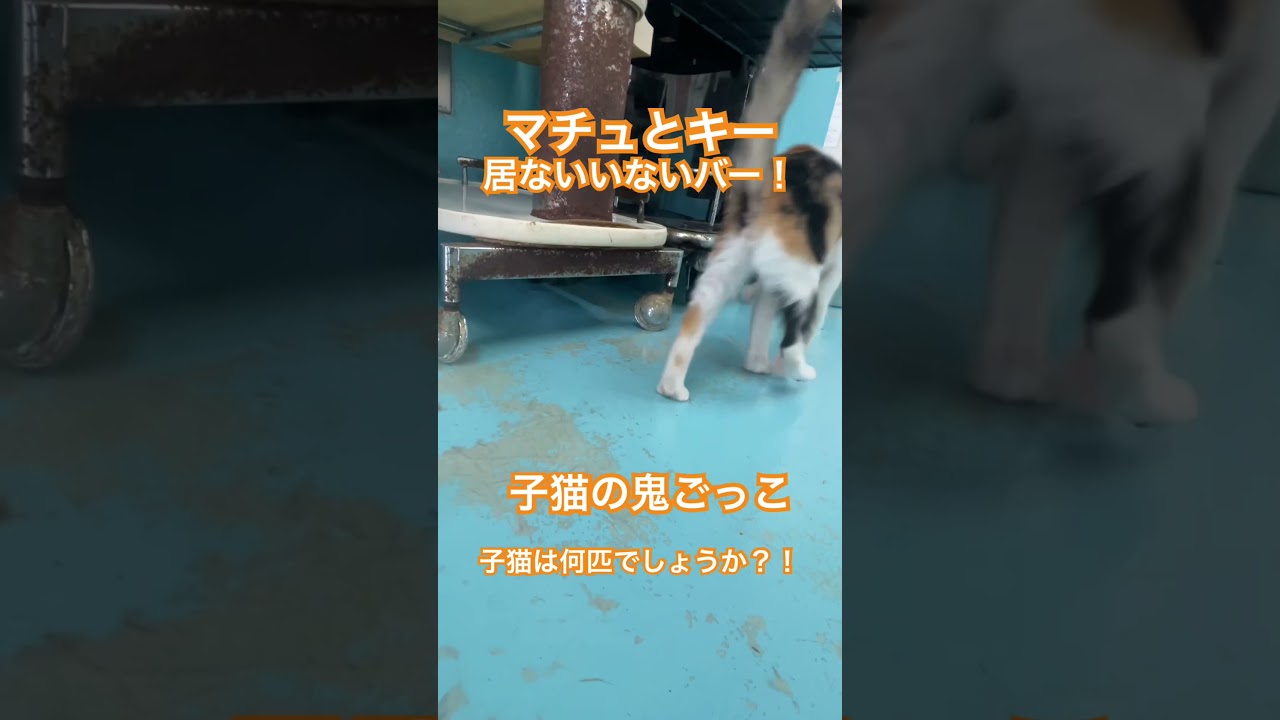 93歳の認知度のおばあちゃんから保護して来たキーちゃんと、側溝の中に落ちてたキーちゃん！隔離期間終了で、お遊びTimeー！里親さん募集中でーす！10/5は長崎市西山4-552-1で里親探し会やるよ！