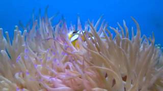 clarks clown fish &amp; anemone