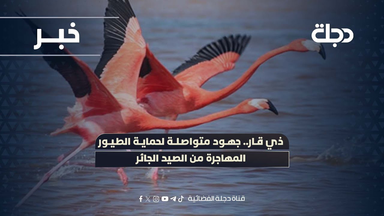 فيديو | ذي قار.. جهود متواصلة لحماية الطيور المهاجرة من الصيد الجائر