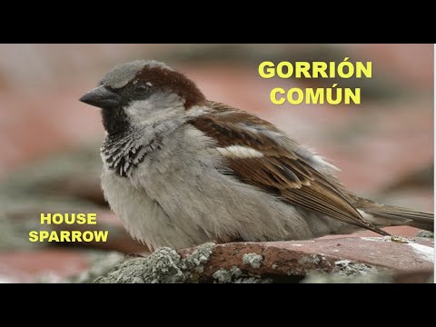 Gorrión común ( Passer domesticus ) House