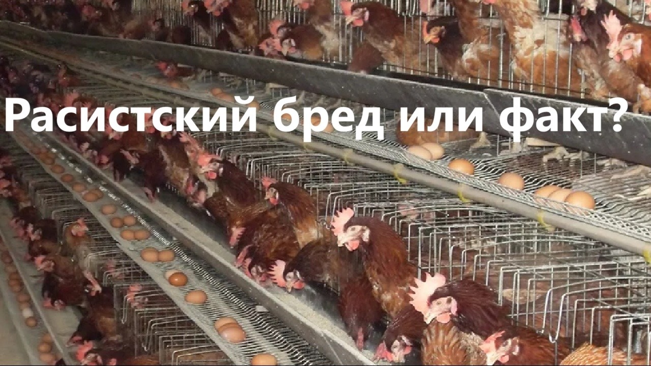 Расистский бред или факт?