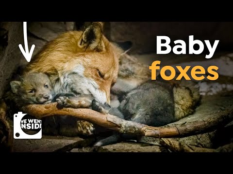 Inside a Red Fox's Den, You Will Find... Cute Baby Foxes!