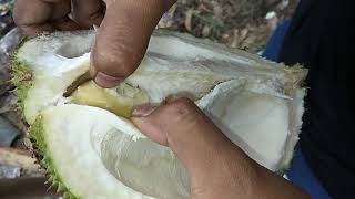 preview picture of video 'Wisata Kebun Durian SUMBER WARIS : belah duren siang ari- Nigarata holiday'