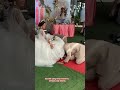 Pernikahan Aneh Tapi Nyata Shorts