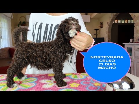 NORTEYNADA CELSO 73 DIAS RESERVADO