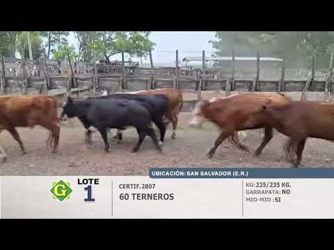 Lote 60 Terneros en San Salvador (ER)