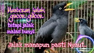 Download lagu MASTERAN JALAK KEBO GACOR DURASI PANJANG , TERAPI JITU UNTUK JALAK MALAS BUNYI mp3 Download lagu MASTERAN JALAK KEBO GACOR DURASI PANJANG , TERAPI JITU UNTUK JALAK MALAS BUNYI mp3