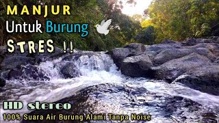 Download lagu Terapi Suara Air Mengalir Tenang untuk Mengatasi Burung Stres || Suara Burung liar di Alam mp3