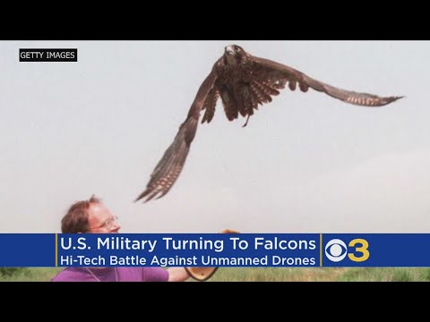 Air Force Studying Falcons To Create A Drone-Killing Robot