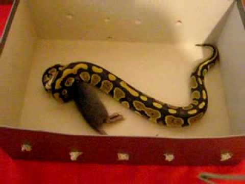Come espellere da un corpo di parassiti Mezzi contro vermi per cuccioli