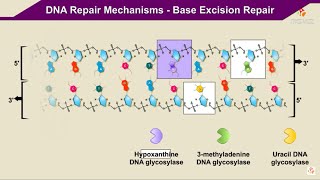 DNA Repair Mechanisms Base Excision Repair  - Animation