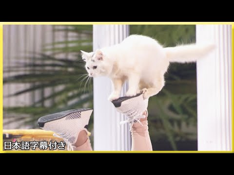 【和訳】一発勝負の生放送にネコが挑む！ | AGT 2018 準々決勝