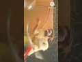Mgrசண்டைக்காட்சி ரிக்ஷாகாரன்சண்டைகாட