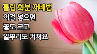 튤립 화분재배 이걸 넣으면 꽃도 크고 알뿌리도 커져요