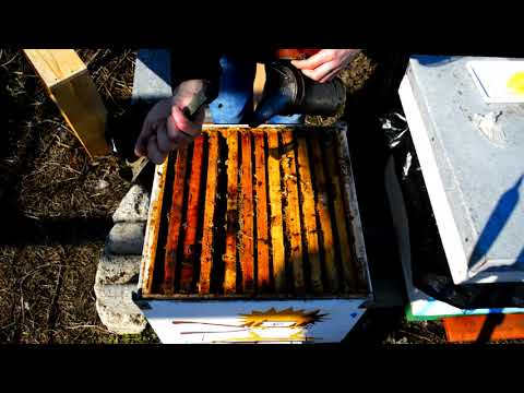 Iernare albinelor in stupi ,,tip clopot''