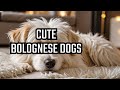Bolognese Dogs Are The Cutest Weirdest Dogs Ever