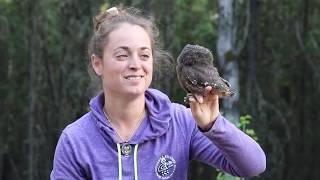 Boreal Owl banding