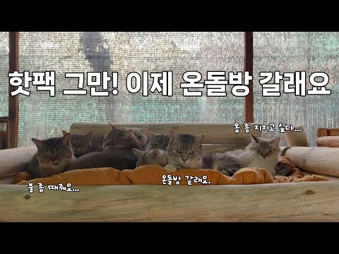 차가워진 바람 속에서 산골 고양이들과 겨울을 준비합니다.