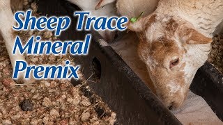Sheep Trace Mineral Premix