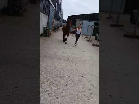 Video 2