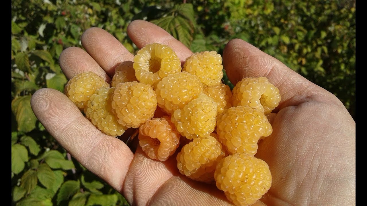 Малина желтый гигант