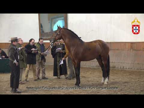 230128 30 Ofensor - Aprovação de Garanhões