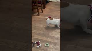 Video preview image #1 Dachshund-Unknown Mix Puppy For Sale in Mount Laurel, NJ, USA