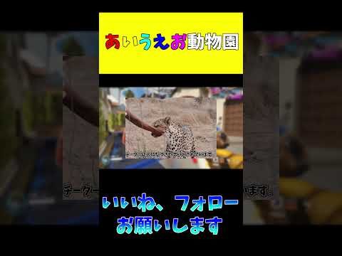 チーター:絶滅危惧種であり、遺伝的に貧しい