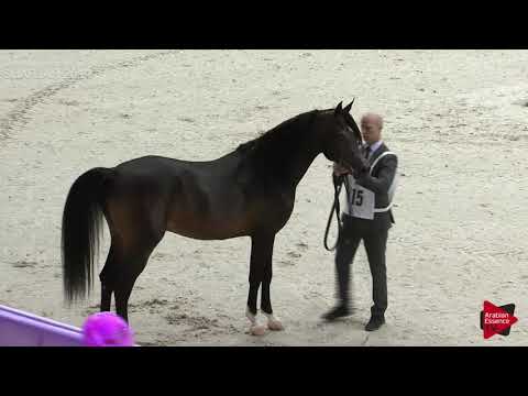 N 315 NASSIB AL ZOBAIR   Sharjah International 2019