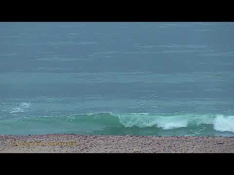 The first day that a lioness of the new gen. of Maritime lions spends the whole day on the beach.