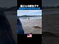 野生グマに遭遇した時の対処法を比較してみたら
