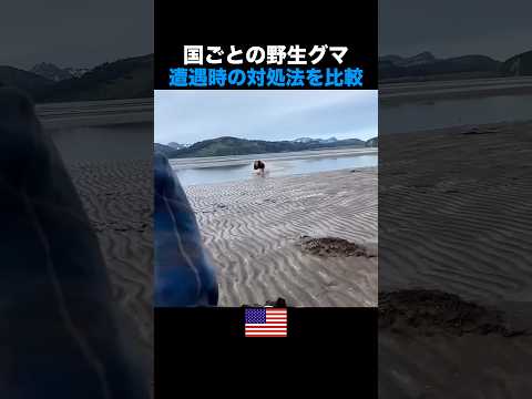 野生グマに遭遇した時の対処法を比較してみたら