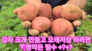 감자 크게 만들고 안썩게 오래 저장 하려면 어떤걸 줘야 할까요? 감자비대기,병충해,귀농귀촌,전원일기,주말농장…
