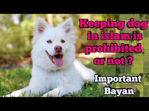 Kutta Palna Kaisa Hai | Keeping Dog As a Pet In Islam by Kashif azad sanabili