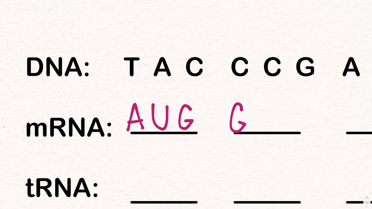 How To Use The Genetic Codon Chart - YouTube