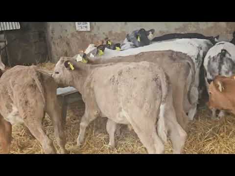 17 Super Continental Starter bulls for sale - Image 2