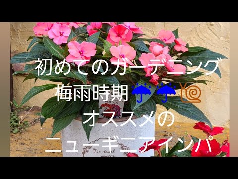 インパチェンス サンパチェンス® オレンジ