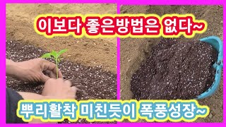 고추뿌리 미친듯이 쫙쫙~~고추심는 방법중 최고~고추심는시기,간격,심기  귀농귀촌 주말농장,텃밭,농사 농부