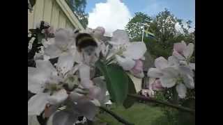 preview picture of video 'Bumblebee, appleblossom in Sweden. Slowmotion 240fps'