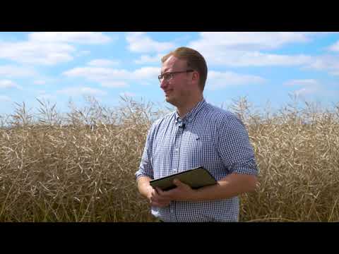 Beste Entscheidungen für den Raps treffen,  anhand eigener Versuche und Auswertung!