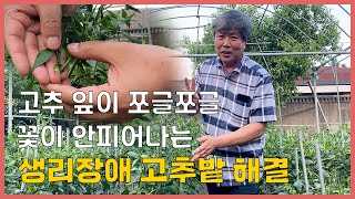 고추밭 생리장애 발생! 성장 억제제는 언제 쳐야하나요?