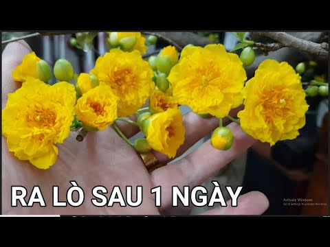 🔴 QBS22350 - NGẮM GIỐNG MAI ĐẸP RA LÒ NGÀY THỨ 2 | THUỐC SIÊU KÍCH NỤ MAI VÀNG MIỀN BẮC |KÍCH NỤ MAI