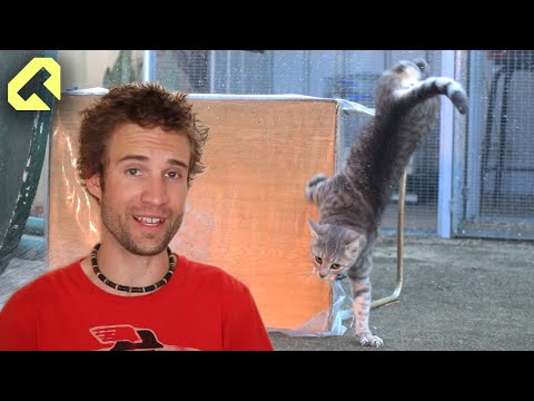 How to stop cats going on your car - The best cat video ever!